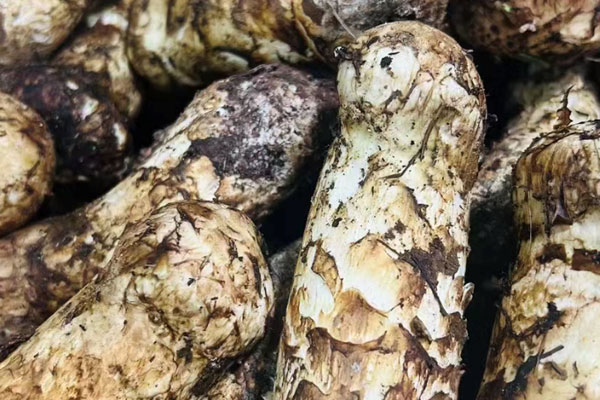 松茸可以直接吃嗎，松茸可以整個(gè)煮嗎