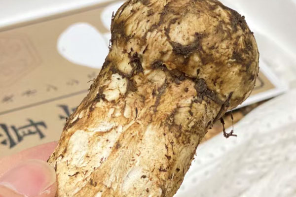 香格里拉松茸什么時(shí)候最便宜，香格里拉松茸可以直接吃嗎